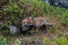 Animals