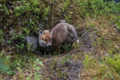 Sweden_Fishing-Lodge_Animals_43