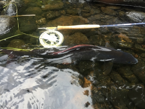 Fly_Fishing